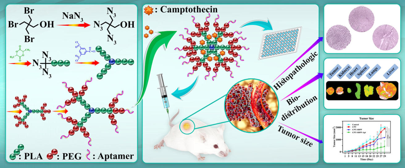 Diagram of the PLA–PEG star micelle: synthesis, camptothecin loading, and tumor, biodistribution, and histopathology results.